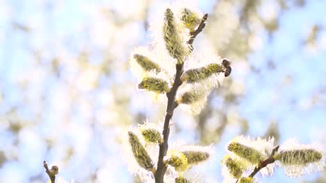 fleißige-Bienen-sammeln-Nektar-für-Honig-aus-Weide-Kätzchen-in-Zeitlupe