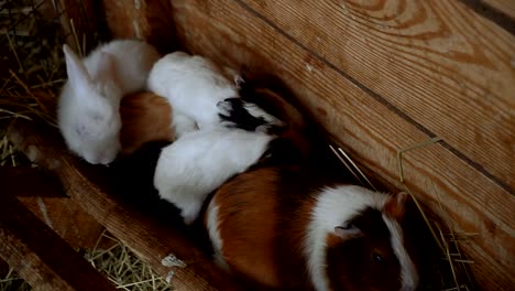 Kaninchen-und-Meerschweinchen-Essen