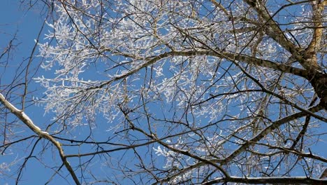 snow-falls-from-the-branches-of-trees-on-a-clear-sunny-day