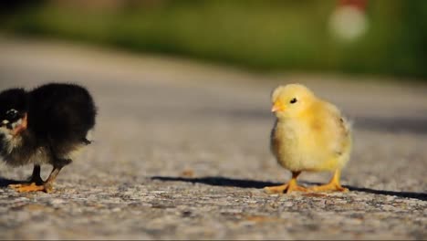 Little-chickens-on-the-road