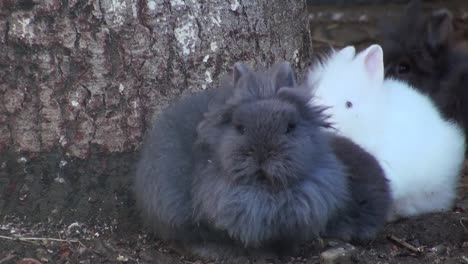 Adorable-rabbit-close-up