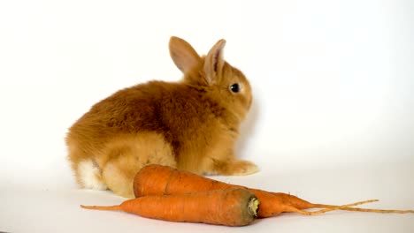 rotes-Kaninchen-mit-der-Karotte-sitzt-auf-einem-weißen-Hintergrund