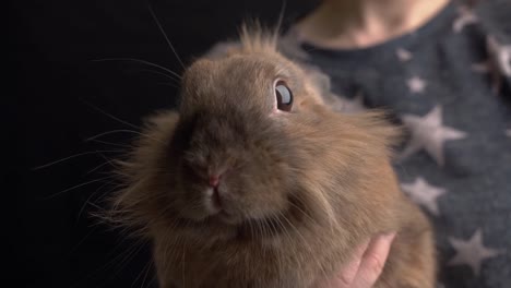 Red-rabbit-in-hands-close-up