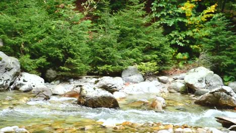 Nette-Mädchen-Tourist-im-Hut-und-mit-einem-Rucksack-auf-einem-Balken-im-Wald