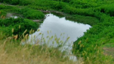 Sommer,-Tag,-Blick-vom-Hügel-auf-den-Fluss-mit-Gras-im-Vordergrund