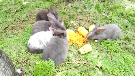 Los-conejos-jóvenes-comiendo-zanahoria-fresca-y-maíz