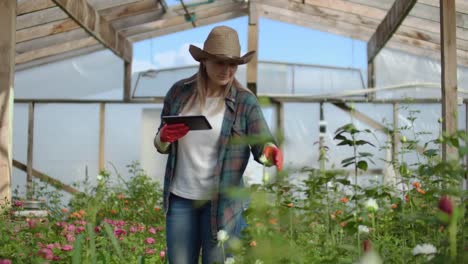 Hermosa-florista-mujer-camina-a-través-del-invernadero-con-una-tableta-de-tableta-comprueba-las-rosas-cultivadas,-realiza-un-seguimiento-de-la-cosecha-y-comprobar-la-flor-para-los-clientes-de-negocios.