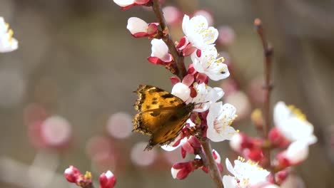 Spring-flowers.-Beautiful-Spring-cherry-tree-blossom,-extreme-close-up.-Easter-fresh-pink-blossoming-cherry-closeup.