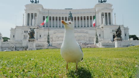 Lustige-Möwe-auf-dem-Hintergrund-Monumento-Nazionale-eine-Vittorio-Emanuele-II-am-Piazza-Venezia,-Piazza-Venezia.-Tourismus-in-Rom