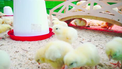 Small-chicks-play-and-relax-in-the-paddock