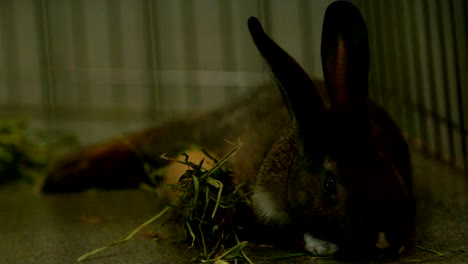 Slow-Motion-braun-Hase-kaute-auf-Rasen