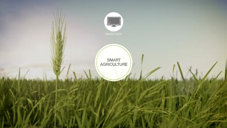 Smart-agriculture-Smart-farming,-Round-information-graphic-icon-on-barley-green-field,-internet-of-things.-4th-Industrial-Revolution.-4k.