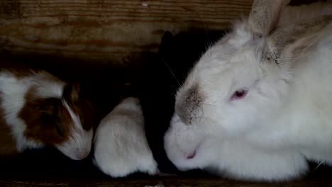 Rabbits-and-guinea-pigs-eat