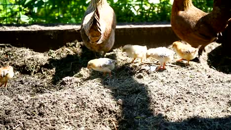 junges-Huhn-zu-Fuß-mit-ihrem-kleinen-Hühner-im-freien