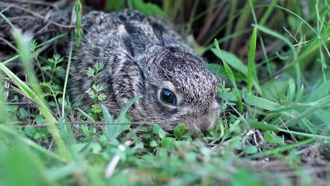 A-small,-frightened-bunny-is-sitting-in-the-grass.