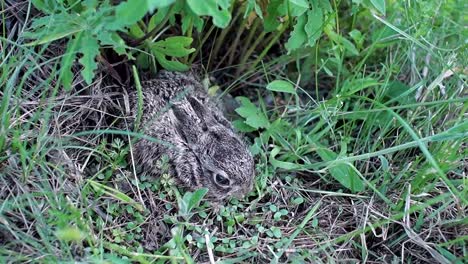 A-small,-frightened-bunny-is-sitting-in-the-grass.