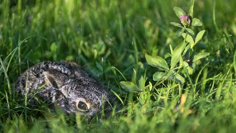 A-small,-frightened-bunny-is-sitting-in-the-grass.