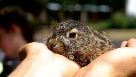 Mann-hält-eine-kleine-wilde-flauschige-Baby-Bunny.-Kleines-Häschen-in-der-Handfläche