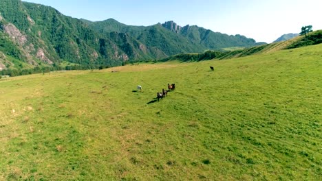 Flight-over-wild-horses-herd-on-meadow.-Spring-mountains-wild-nature.-Freedom-ecology-concept