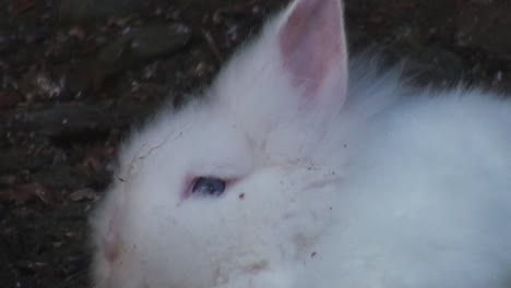 Adorable-rabbit-close-up