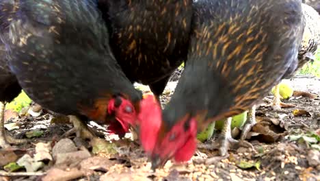 Pollos-de-corral-feliz-en-una-granja-orgánica