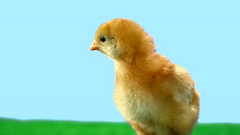 Baby-chick-makes-noise-as-it-stands-alone-on-green-turf