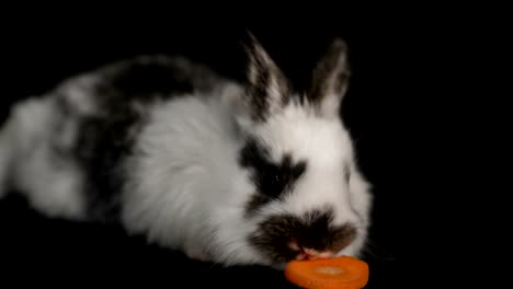 Kaninchen-oder-Hase-auf-schwarzem-Hintergrund