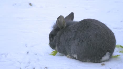 Graues-Kaninchen,-das-von-hinten-isst