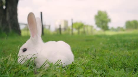 Ein-Kaninchen,-das-grünes-Gras-in-der-Wiese-isst-und-sich-um-die-Natur-umschaut,-die-es-umgibt.