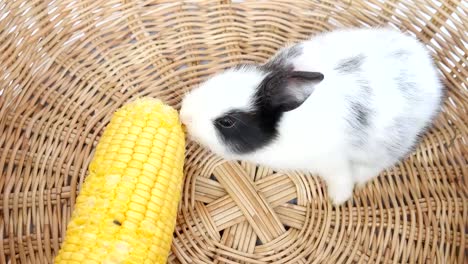 Baby-Kaninchen-essen-Mais-in-einem-Rattankorb