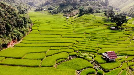 Ecosistema-sostenible-de-Hermoso-campo-de-arroz-en-terraza