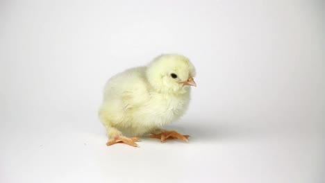 Small-cute-chicken-chicks-on-white-background