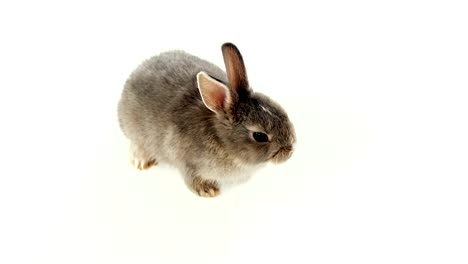 Easter-bunny-on-white-background