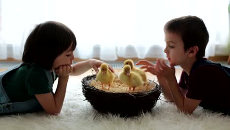 Cute-little-children,-boy-brothers,-playing-with-ducklings-springtime,-together,-little-friend,-childhood-happiness