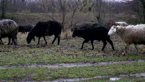 Rebaño-de-ovejas-el-resto-en-el-campo-del-granjero