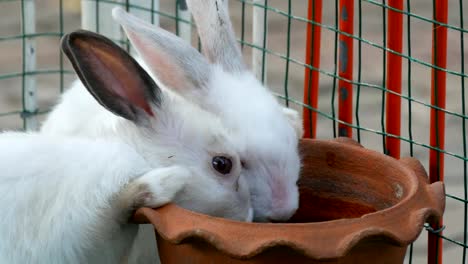 Two-cute-white-rabbits-drink-water-from-brown-clay-pot-in-a-cage