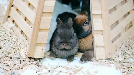 Easter-bunnies-play,-eat-and-rest-in-the-paddock.