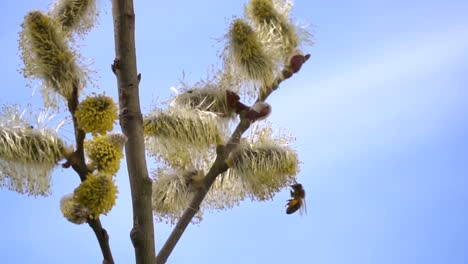 fleißige-Bienen-sammeln-Nektar-für-Honig-aus-Weide-Kätzchen-in-Zeitlupe