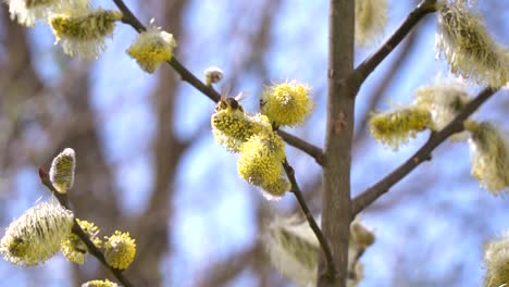 fleißige-Bienen-sammeln-Nektar-für-Honig-aus-Weide-Kätzchen-in-Zeitlupe