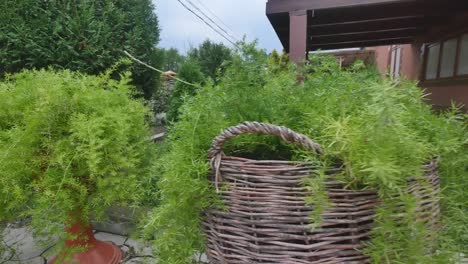 manicured-lawn-with-decorative-bushes-on-backyard-of-country-house-in-summer