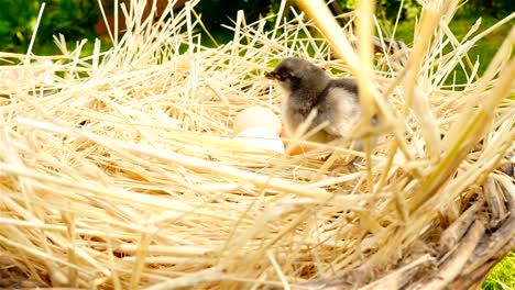 Chick-in-a-basket-with-eggs.-Green-grass-on-background