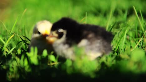 Little-chickens-in-grass