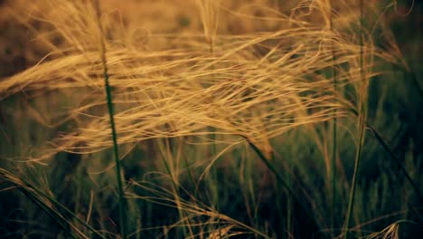 Wild-Grass-Moving-On-Wind