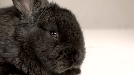 little-rabbit-or-bunny-close-up