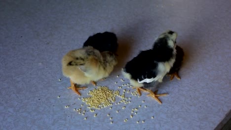 un-pequeño-pollo-recién-nacido-camina-sobre-una-mesa-de-madera-y-picotean-grano.