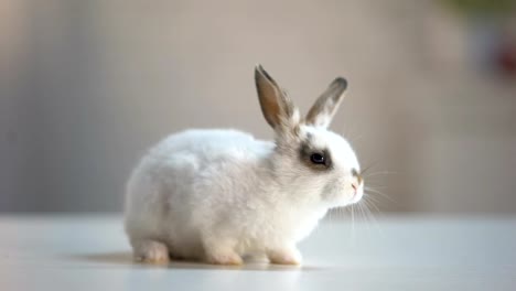 Lindo-conejo-mullida-en-tabla,-animales-domésticos,-cuidado-de-la-ecología,-mascotas