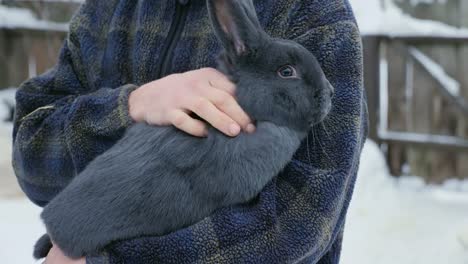 A-farmer-holds-a-large-Viennese-blue-rabbit-in-hands