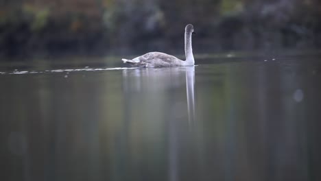 Jóvenes-del-cisne-en-un-río