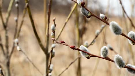 A-close-up-of-a-willow-blossom,-willow-katkins,-selective-focus,-Easter-background-or-concept.-Spring-branches-willow-seals.-Spring-buds-on-the-willow-tree.