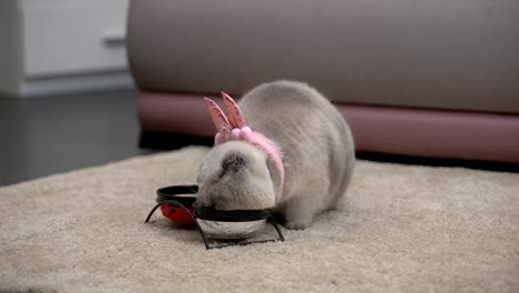 Lindo-gato-femenino-con-orejas-rosadas-comiendo-de-los-cuencos,-buen-apetito-durante-el-embarazo